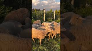 Doğal Yaşamın Büyüsü: Koyun ve Kuzular Merada