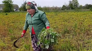 NASIL BİR GÜN GEÇİRDİM İNANILMAZ DI RANDEVUYU BİLE İPTAL ETTİM #keşfet #köy #koyvlog 