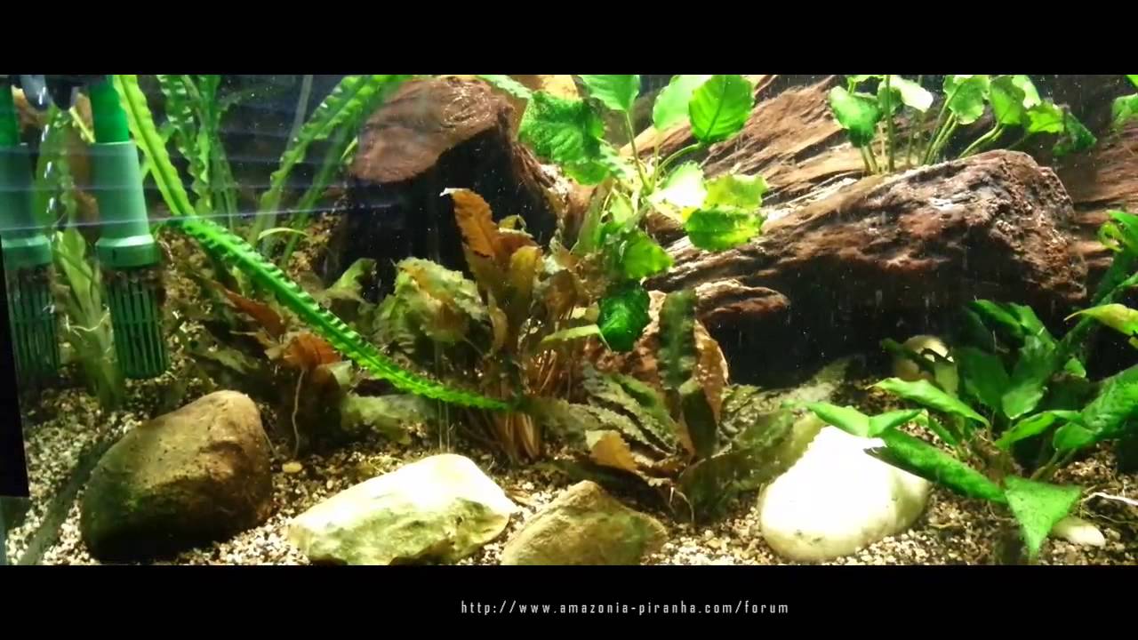 exodon paradoxus - YouTube