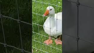 Goose