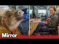 Adorable pet pig becomes tiktok sensation