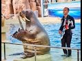 Walrus Show - The Land of Legends Theme Park Turkey, Belek 2017