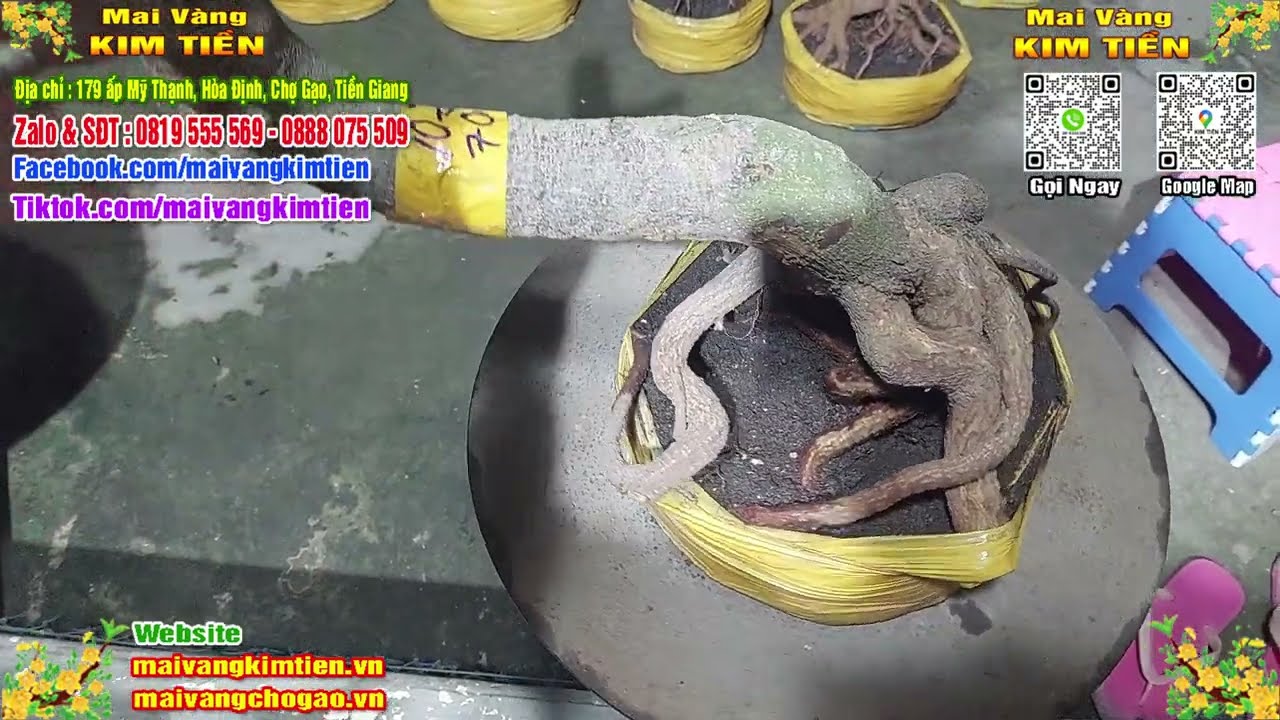 Phôi Mai Thủ Đức Giá Rẻ Bao Ship Bao Sống Toàn Quốc - Mai Vàng Kim Tiền Chợ Gạo