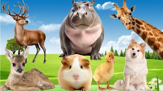 Farm Animal Sounds - Giraffe, Duck, Dog, Elk, Hippo, Deer, Sheep, Chicken - Cute Animals sounds