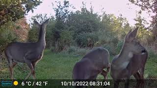 2022 10 10 - Roe Deer Grazing