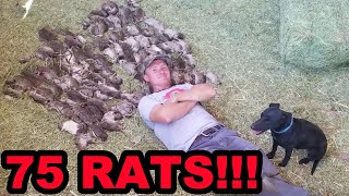 Mink and Dogs Destroy 75 RATS!!!!