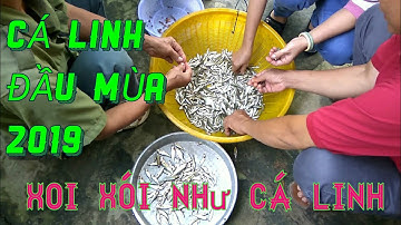 Người Đồng Tháp đặt dớn bắt CÁ LINH đầu mùa nước nổi