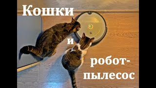 Кошки ПРОТИВ или НЕ ПРОТИВ робота-пылесоса?!