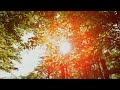 Ambient Dreamfields - Center Point