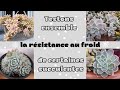 Testons ensemble la rsistance au froid de certaines succulentes