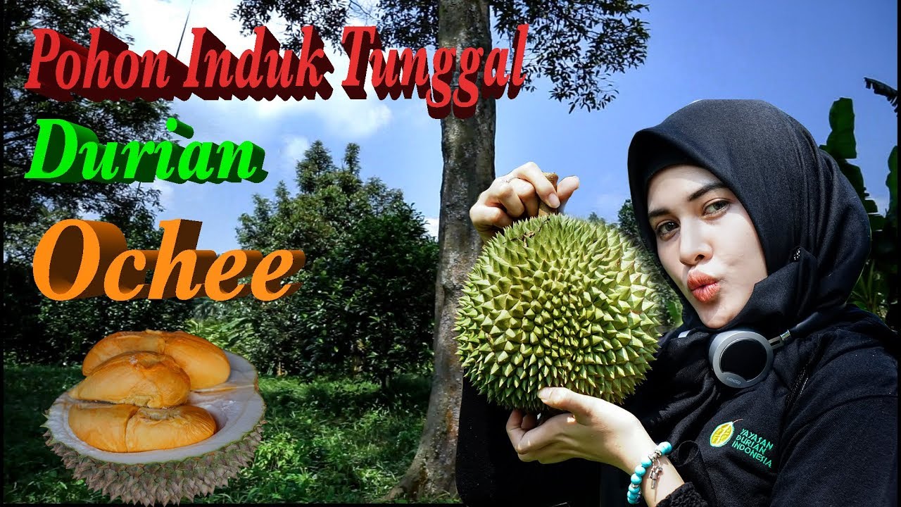 Melihat PIT(Pohon Induk Tunggal) Durian Ochee/Black Thorn