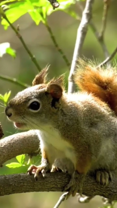 Explore Nature Now Nature Documentaries Wild ANIMAL Roden Ardilla Squirrell Rodent #explorenaturenow