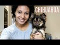 THE REALITY OF HAVING A CHIHUAHUA | Misconseptions about Chihuahuas uncovered