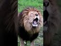 Angry lion roaring to hunt #Short
