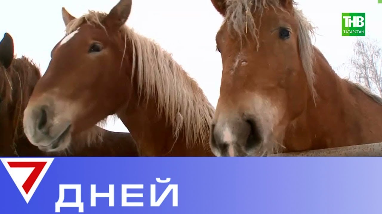 ⁣Немалый бизнес: в Арском районе работает фермерское хозяйство по производству кумыса. 7 дней | ТНВ
