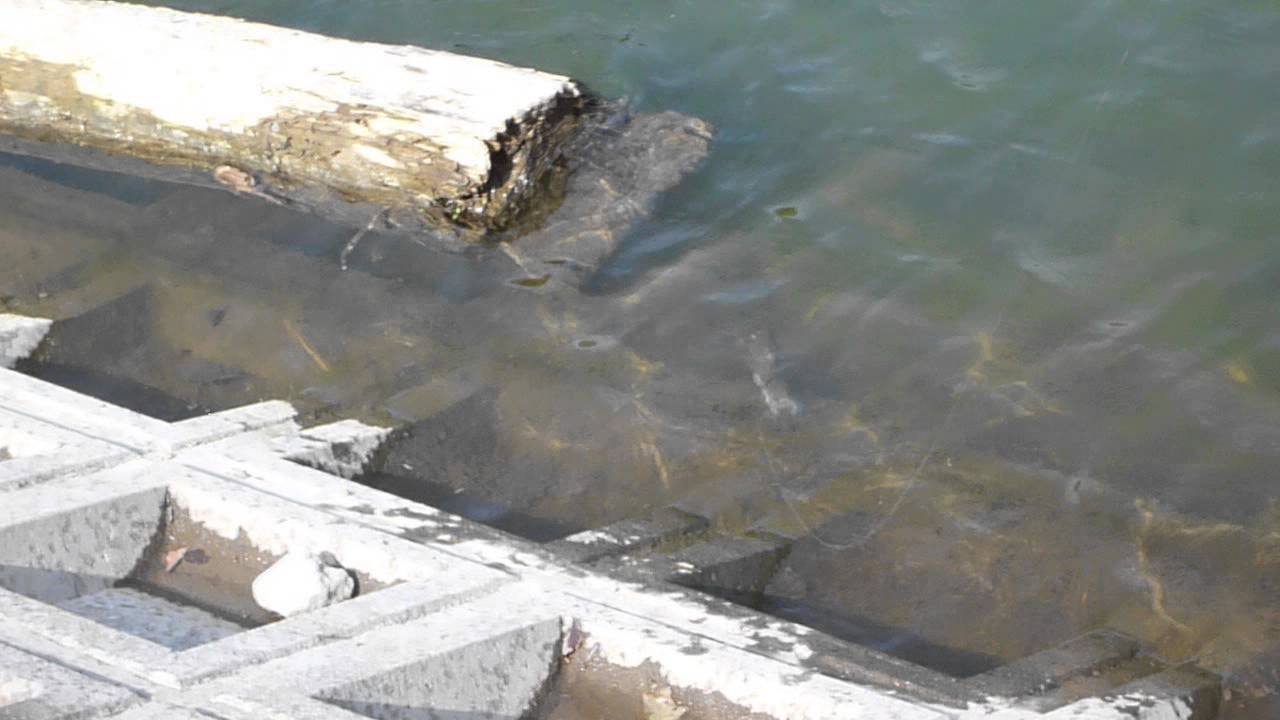 必見 ブラックバスは共食いしているの 主なベイトの1つです Bass Zero 必見 ブラックバスは共食いしているの 主なベイトの1つです Bass Zero