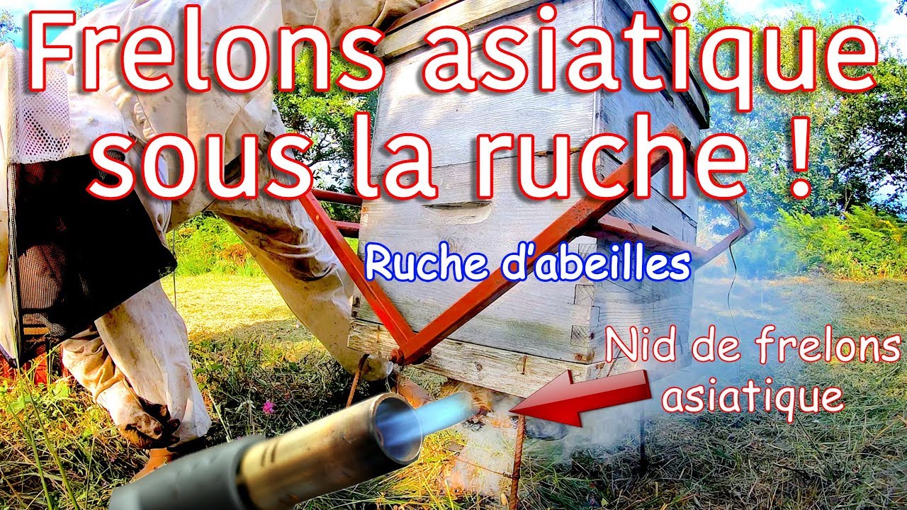 Un drame en cours, les frelons asiatiques condamnent les abeilles !