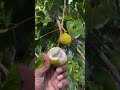 දන්න අය කියමුද මොනවද කියලා?#shortvideo #nature #viralvideo