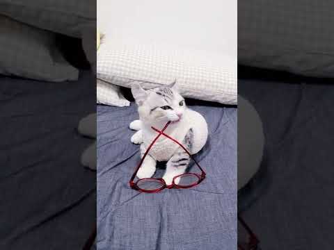 [子猫] メガネで遊んでる子猫の姿が可愛いです  #S12