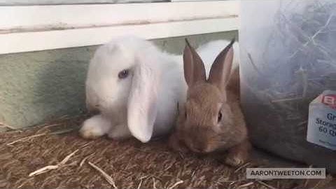 Examples of Adobe Spark Video