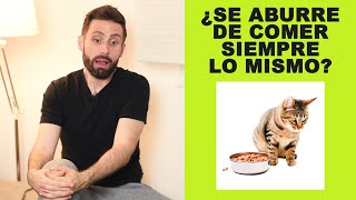 ¿Un gato no se aburre de comer siempre lo mismo?