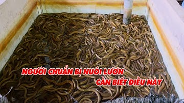 Người khởi nghiệp nuôi lươn cần phải biết điều này