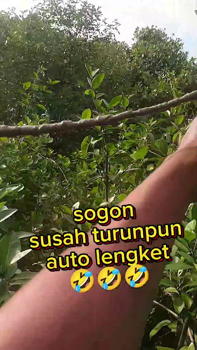 Pikat burung sogon yang susah turun