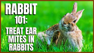 Rabbit 101: Treat Ear Mites in Rabbits
