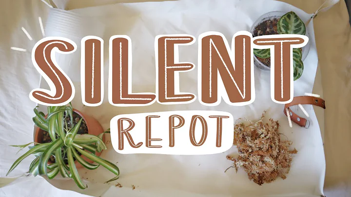 Real-time NO talking repotting | Plant ASMR