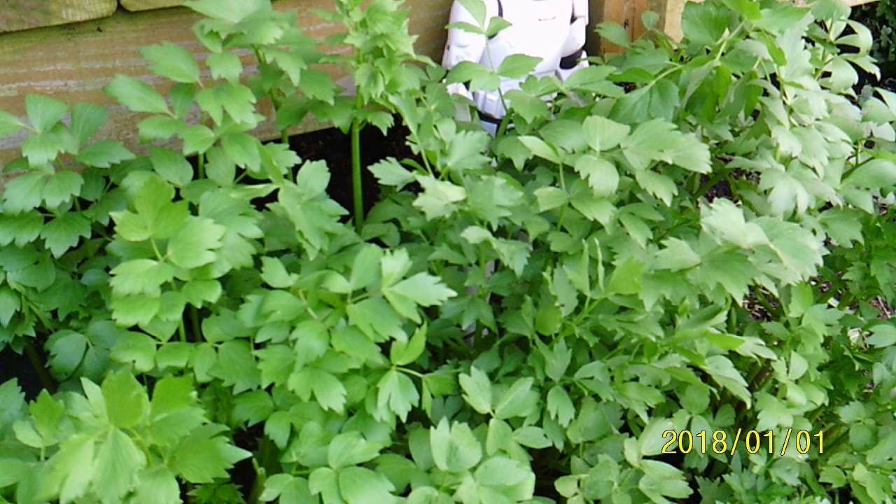 Grow Parsley 