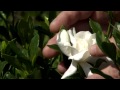 Don't prune gardenias until late May, early June