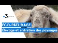 Éco-pâturage : élevage et entretien des paysages