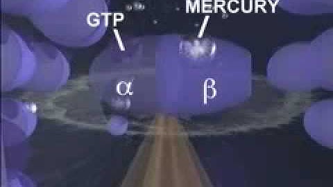 Mercury destroys neurons