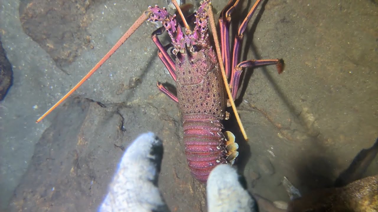 Diving under the sea to catch eels, crabs and sea cucumbers | Part 44