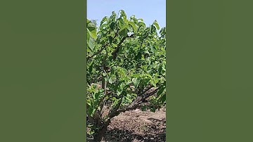 Cắt cành & Tạo Tán Cho Mãng Cầu Thái | Na Thái | Mãng Cầu Ngọc Thiên OCOP | Vườn Năm Thiên |#shorts