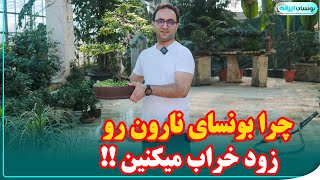 راز رشد صد ساله بونسای ها چیست؟ مخصوصا بونسای نارون