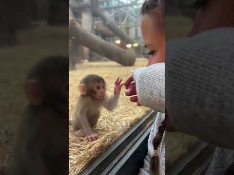 Baby Monkey Comforts Crying Visitor Shorts Shortsviral Viral