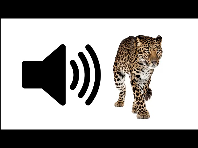 Leopard - Sound Effect | ProSounds class=