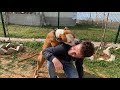 BİR AY  SONRA SAHİBİNİ GÖREN KÖPEK SEVİNÇTEN ÇILDIRDI   YENİ KÖPEĞİM AMERİKAN STAF DAİSY