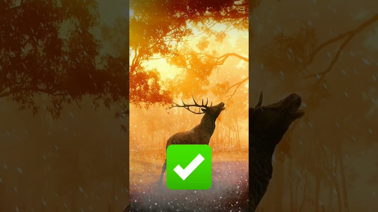 halal vs haram meat in islam