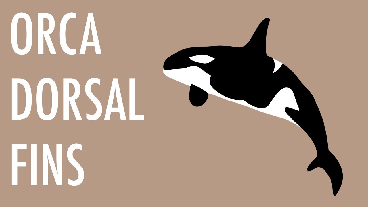 60 Second Zoology Orca Dorsal Fins YouTube