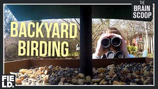 Backyard Birding: Feeder Cam! by thebrainscoop 36,406 views 4 years ago 7 minutes, 45 seconds