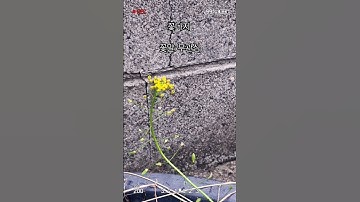 Thumbnail of #shorts 꽃다지#봄#들꽃#좋아요#music #kpop #song Flower language: indifference