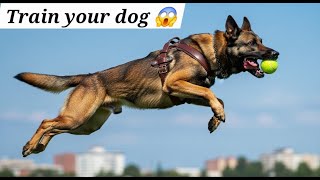 5 Dog Training Exercises You Should Do Every Day !