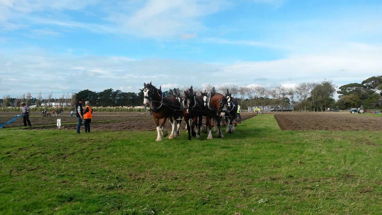 Ploughing at Rongotea