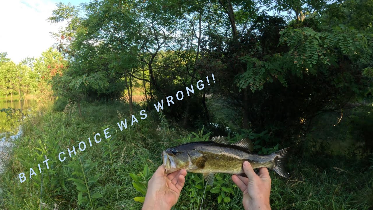 Will this POND produce a big BASS