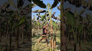 Banana farming  -Ep-🍌😱 2238 #shorts #viral #bananacutting #banana #agriculture