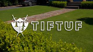 TifTuf Hybrid Bermuda Grass Explained (What You Need to Know)