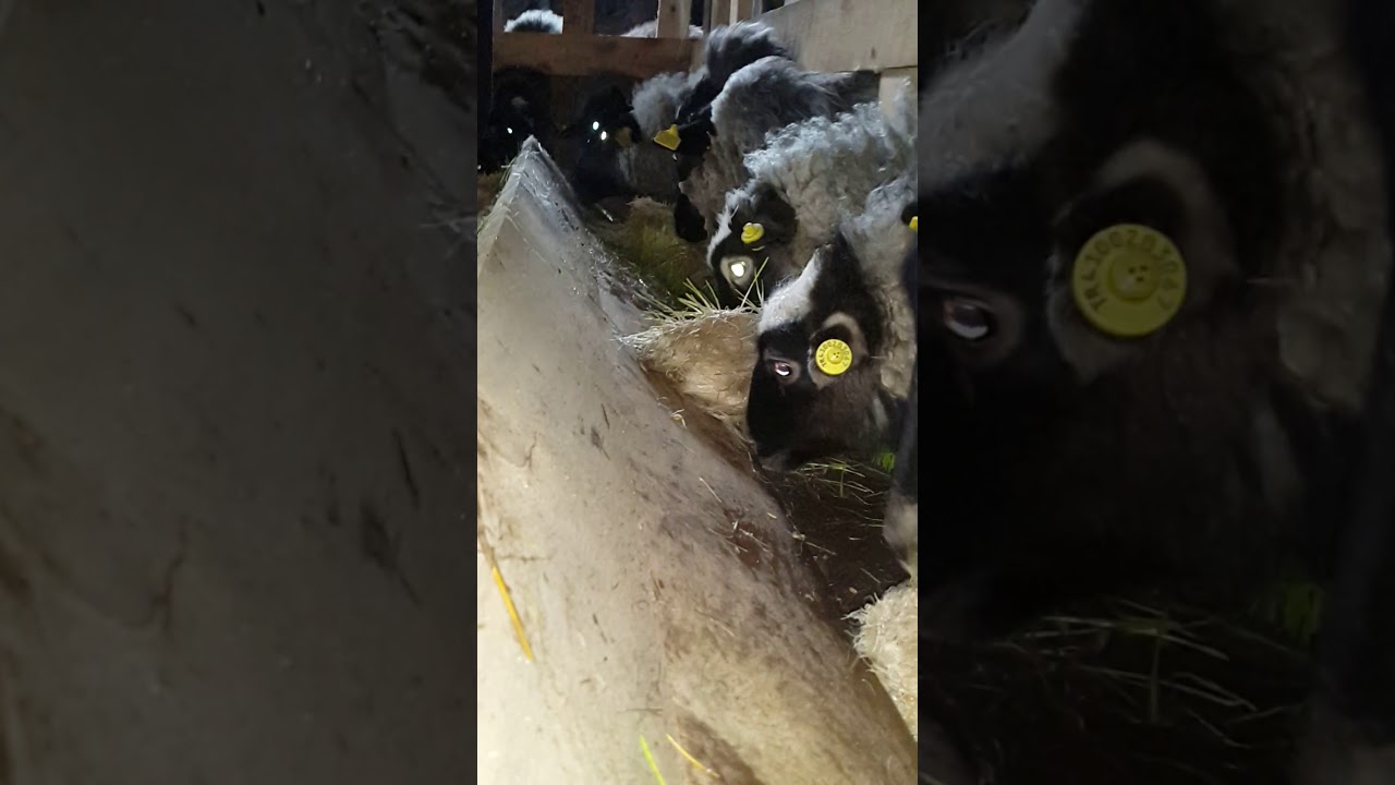 #Koyunlara#arpa#hasılı#yem#