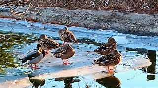 Ducks Loving Winter! | Peaceful Scene with Wild Mallard Ducks Floating on Ice, Waddling, & Swimming